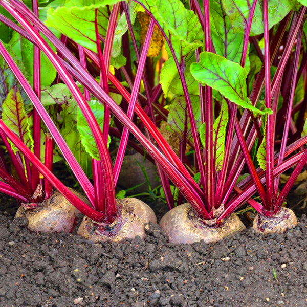 Beetroot / Organic Seeds