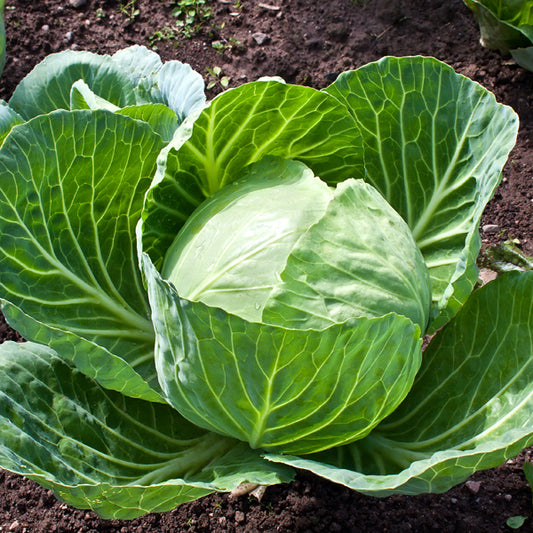 Cabbage / Organic Seeds