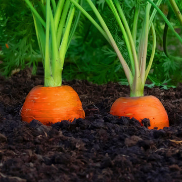 Carrot / Organic Seeds