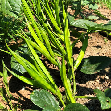 Cluster Beans/Organic seeds