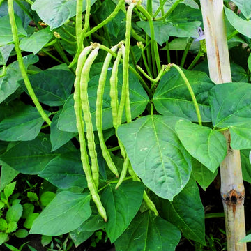 Cow Pea / Organic Seeds