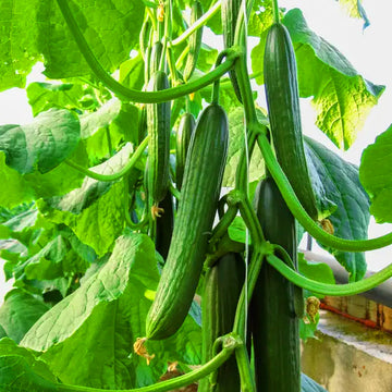 Cucumber Long Salad Variety / Organic Seeds