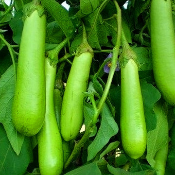 Green Brinjal Long/Organic Seed