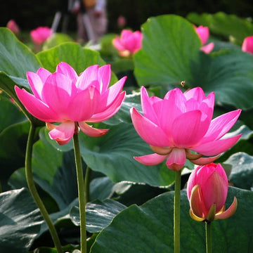 Lotus Pink / Organic Seeds