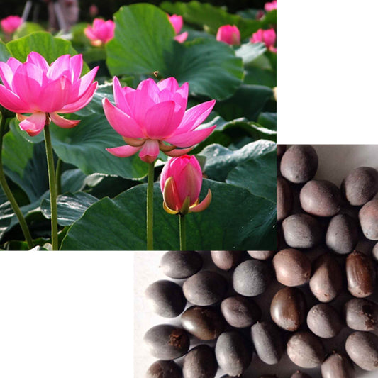 Lotus Pink / Organic Seeds