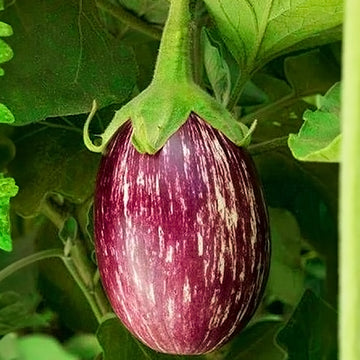 Spotted Brinjal / Organic Seed