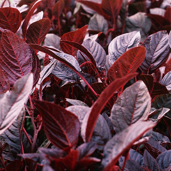 Mulai Keerai Red Amaranthus Lividus / organic Seeds