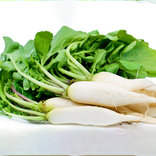 White Radish / Organic Seeds