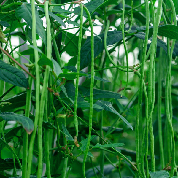 Yard Long Beans Green / Organic Seeds