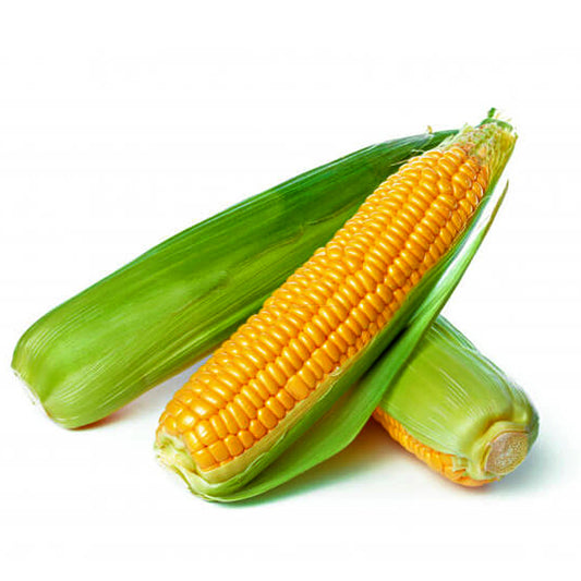 Yellow Corn / Organic Seeds