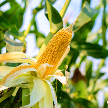 Yellow Corn / Organic Seeds