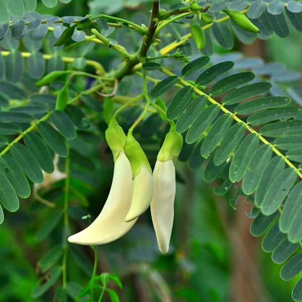 Agathi Keerai White Sesbania Grandiflora / Organic seeds