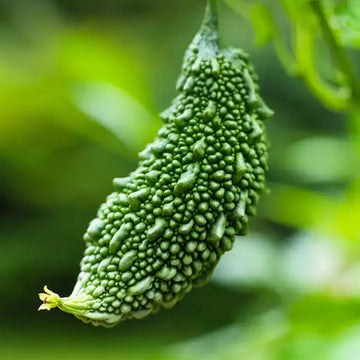 Bitter Gourd Green Short / Organic Seeds