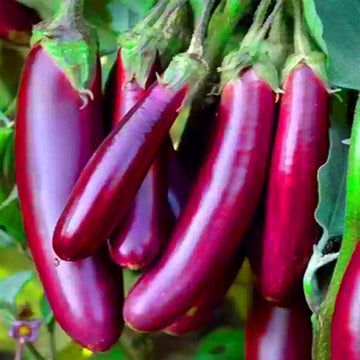 Brinjal Purple Long / Organic Seeds