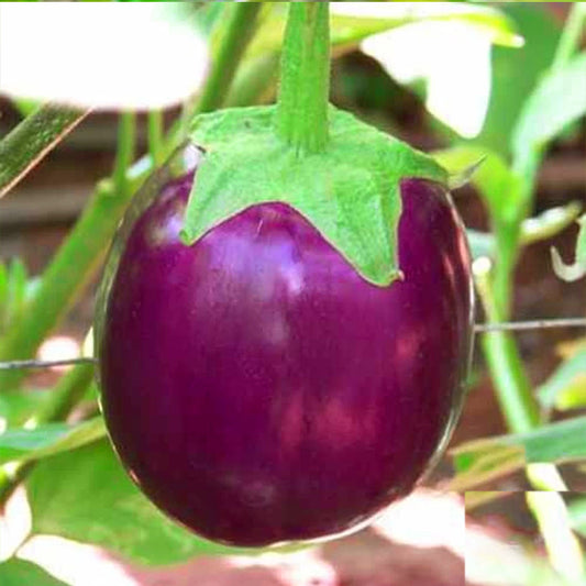 Brinjal Purple Round / Organic Seeds