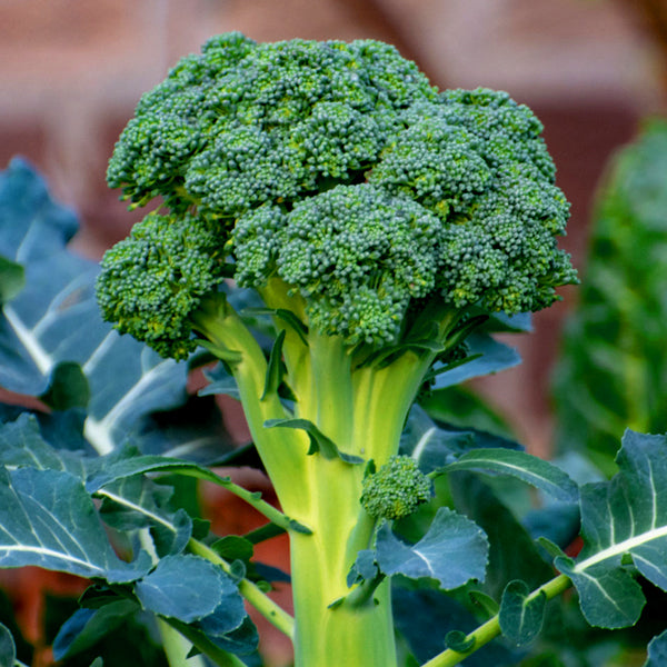 Broccoli / Organic Seeds