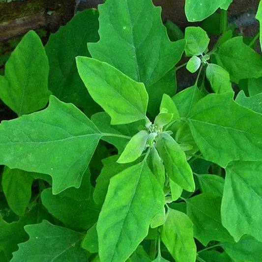 Chakravarti Keerai / Organic Seeds