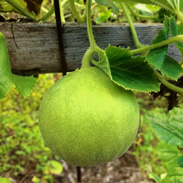 Cucumber Round / Organic Seeds