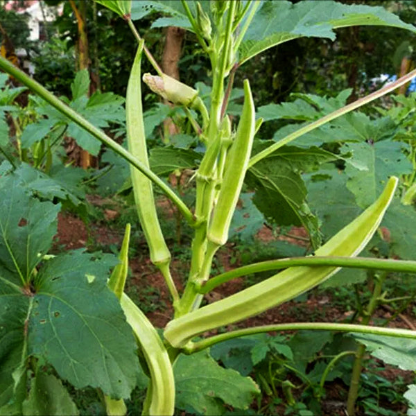 Elephant Tusk Ladies finger / Organic Seeds