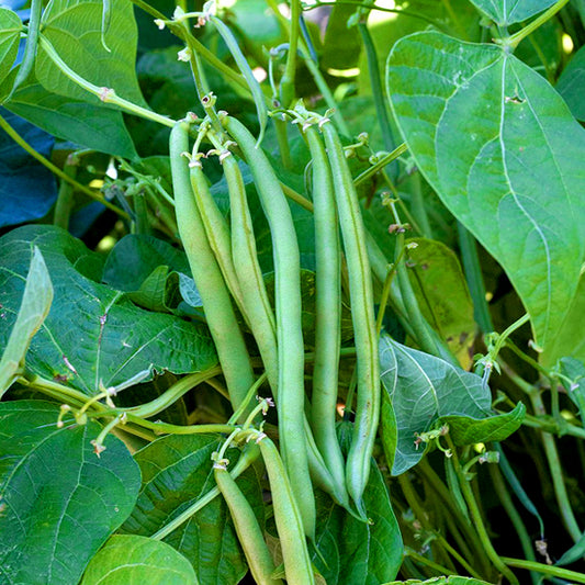 French Beans/Organic Seeds