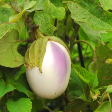 Manapparai Brinjal / Organic Seeds