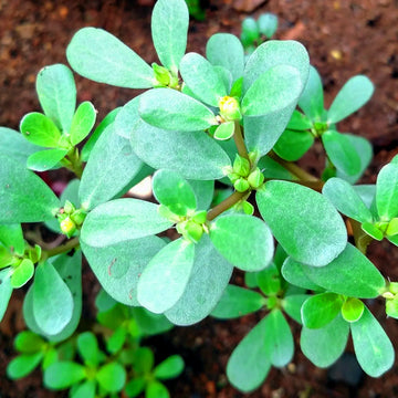 Paruppu Keerai Purslane / Organic Seeds