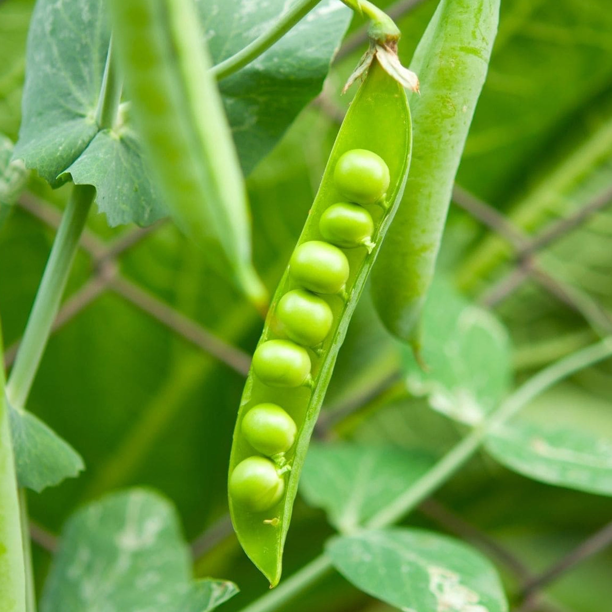 Green Peas Seeds