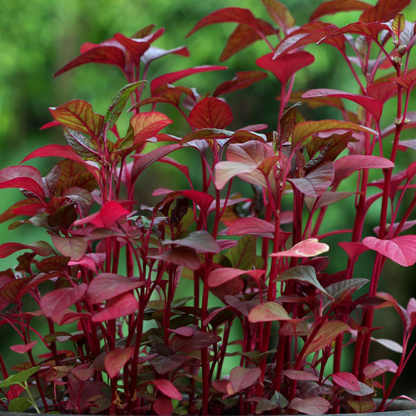 Red Spinach / Organic Seeds