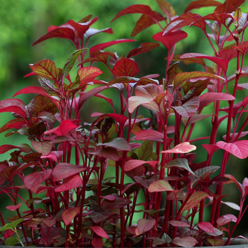 Red Spinach / Organic Seeds