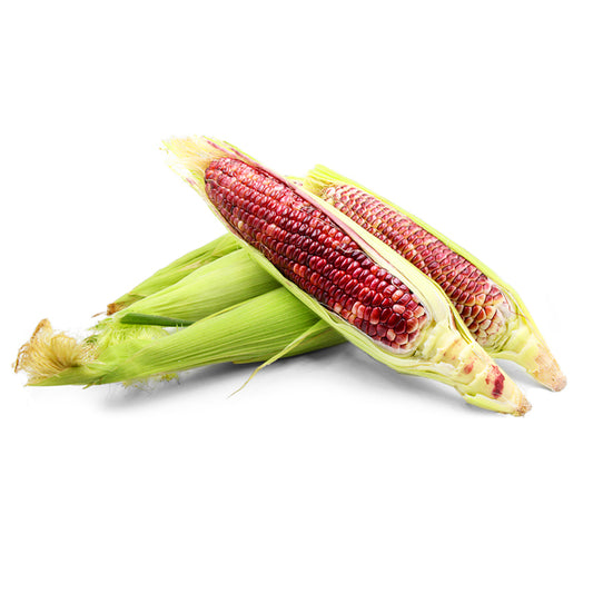 Red Corn / Organic Seeds