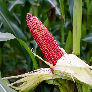 Red Corn / Organic Seeds