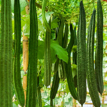 Ridge Gourd Long / Organic Seeds