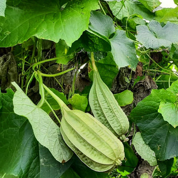 Ridge Gourd Short / Organic Seeds