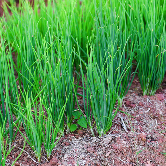 Small Onion / Organic Seeds