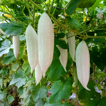 Snake Gourd Short / Organic Seeds