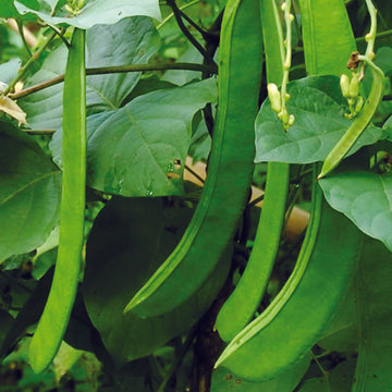 Sword Beans / Organic Seeds