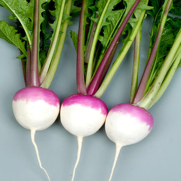 Turnip / Organic Seeds