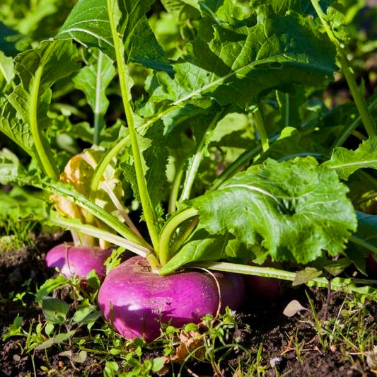 Turnip / Organic Seeds