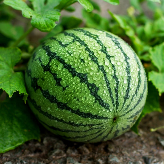 Water Melon / Organic Seeds