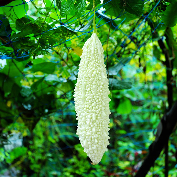 Bitter Gourd White Long / Organic Seeds