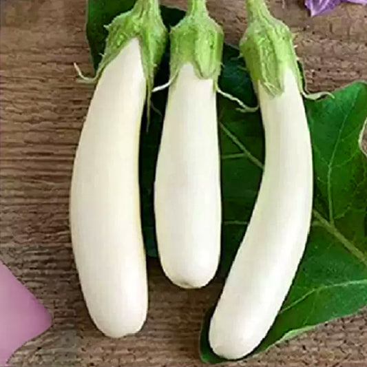 White Brinjal Long