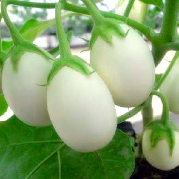 White Brinjal Round / 100% Organic Seeds